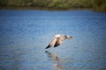 Water bird landing on the lake