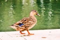 Water Bird Duck