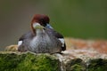 Water bird duck Smew, Mergus albellus, sitting on the stone. Royalty Free Stock Photo