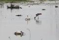 Water bird ecosystem