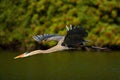 Water bird in flight. Flying heron in the green forest habitat. Action scene from nature. Bird above the dark river. Great Blue He Royalty Free Stock Photo