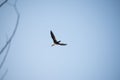 Heron in flight against a blue sky of Lake Garda, Italy. Royalty Free Stock Photo