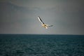 Seagull in flight against a blue sky with white clouds. Royalty Free Stock Photo
