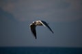 Seagull in flight against a blue sky with white clouds. Royalty Free Stock Photo