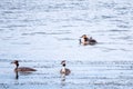 The water bird Great crested Grebe, Podiceps cristatus, swimming in the lake, and its cute babies riding on its back Royalty Free Stock Photo