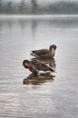 water bird Greylag goose - wild geese in a misty alpine lake