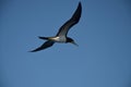 Water Bird Karibik Area Royalty Free Stock Photo