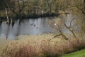 swan, duck or cormorant at danube river