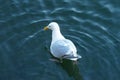 Water Goosey Loosey Royalty Free Stock Photo