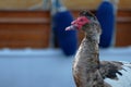 A bird that looks like a duck, but with a red skin mask on the face