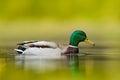 Water bird Mallard, Anas platyrhynchos, with reflection in the water. Bird in the green river, Germany. Wildlife scene from nature Royalty Free Stock Photo