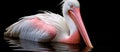 A water bird with a pink beak is swimming gracefully Royalty Free Stock Photo