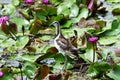 Water bird and the pink lotus nature background in Thailand.Pheasant-tail Jacana, bird in Thailand.