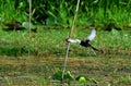 Water bird and the pink lotus nature background in Thailand.Pheasant-tail Jacana, bird in Thailand.