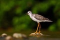 Water bird in the river, Rio Baru in Costa Rica. Lesser Yellowlegs, Tringa flavipes sitting on stone in the river. Water bird in Royalty Free Stock Photo