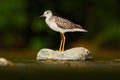 Water bird in the river, Rio Baru in Costa Rica. Lesser Yellowlegs, Tringa flavipes sitting on stone in the river. Water bird in