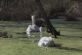 Water bird swans swim in the river