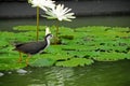 Water bird and water lily in the pond