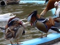 Water birds Royalty Free Stock Photo