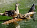 Water birds Royalty Free Stock Photo