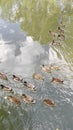 Water birds, duck, river, lake