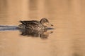 Common Teal, Teal, Anas crecca Royalty Free Stock Photo
