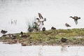 Common Teal, Teal, Anas crecca Royalty Free Stock Photo