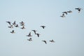 Common Teal, Teal, Anas crecca Royalty Free Stock Photo