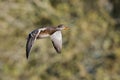 Water birds - Gadwall, ducks, Mareca strepera