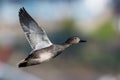 Water birds - Gadwall, ducks, Mareca strepera Royalty Free Stock Photo