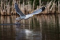 Water Birds - Herring Gull, Gulls, Larus argentatus