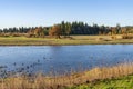 Water birds resting on a lake Tualatin wildilife refuge Royalty Free Stock Photo