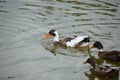 Duck swimming in a pond