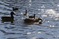 Water birds Mallard ducks and Moorhen Gallinula in a lake of contrasting light and sun flares Royalty Free Stock Photo