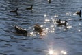 Water birds Mallard ducks and Moorhen Gallinula in a lake of contrasting light and sun flares Royalty Free Stock Photo