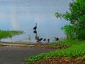 WATER BIRDS ARE OUT WITH THEIR LITTLE ONE AT WALDEN LAKE