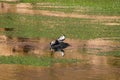 Water birds in Rio Putana valley in the highlands of the Atacama Desert, Chile