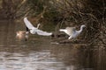 Water birds of Southern California at the pond