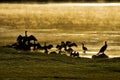 Water Birds at Sunrise Royalty Free Stock Photo