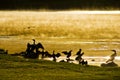 Water Birds at Sunrise