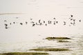 Water birds Tring sp. Royalty Free Stock Photo