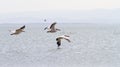 Water birds from Turkey