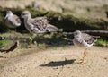 Water Birds walking around and searching food Royalty Free Stock Photo