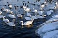 Water birds in winter