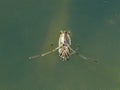 Water Boatman Beetle Notonecta glauca Royalty Free Stock Photo