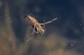 Water Boatman Royalty Free Stock Photo