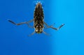 WATER BOATMAN notonecta glauca, ADULT, UNDERSIDE VIEW Royalty Free Stock Photo