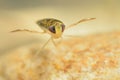 The water boatman - Sigara lateralis Royalty Free Stock Photo