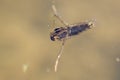 Water boatman Royalty Free Stock Photo