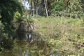 A water body creek in a summer hot day with all those plants shrubs and trees grown around it and their reflections down the water Royalty Free Stock Photo